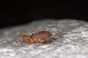 Media type: image;   Invertebrate Zoology 168077 Description: Digital photograph of specimen in life.;